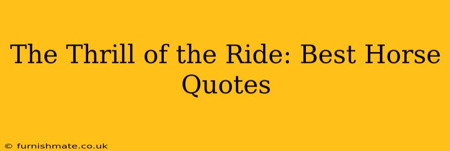 The Thrill of the Ride: Best Horse Quotes